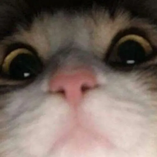creator Cookie_xD3000's avatar