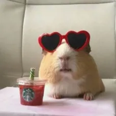 creator -Hamster-'s avatar