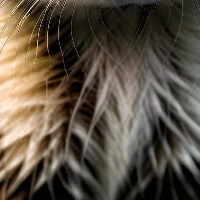 chat with ai character: Ferret boy Draco