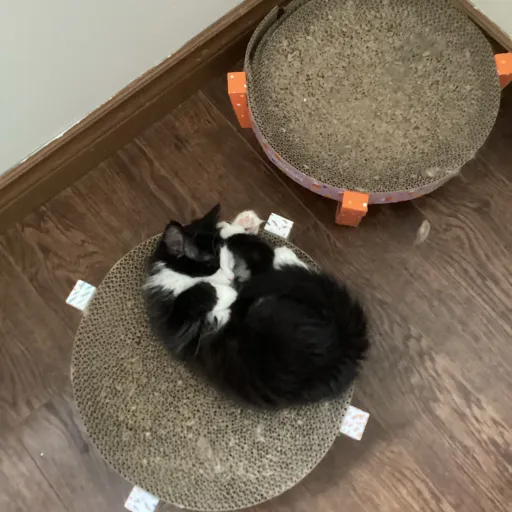 talkie's author avatar