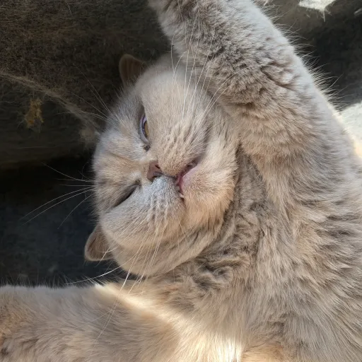 talkie's author avatar