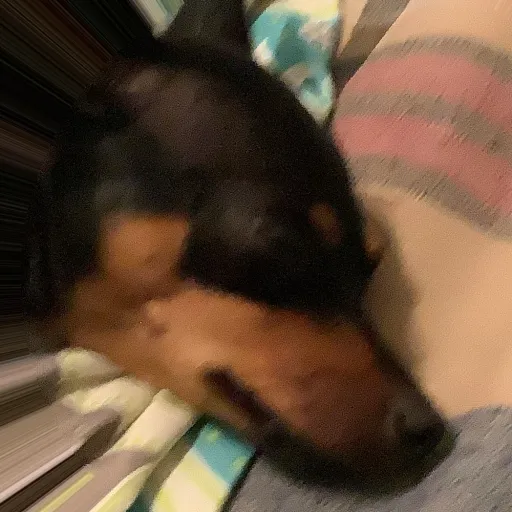 creator Bark and woof's avatar