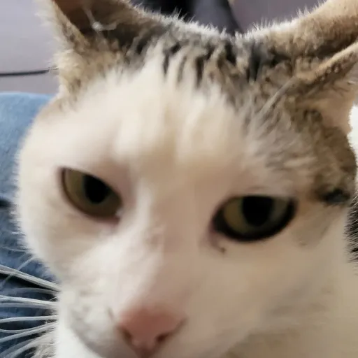 creator lunarosie1234's avatar