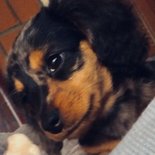 creator I love my dogy❤️'s avatar