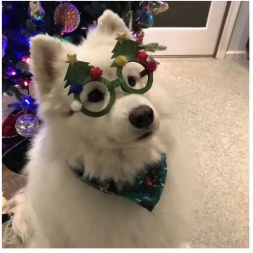 creator Alyamea's avatar