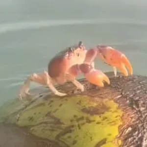 creator 🦀the crab🦀 :D's avatar
