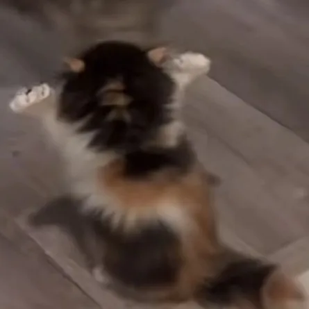 creator delulumaker's avatar