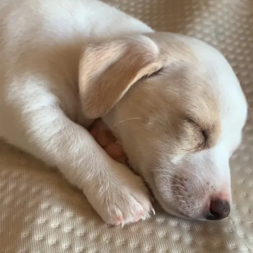 creator puppy face's avatar