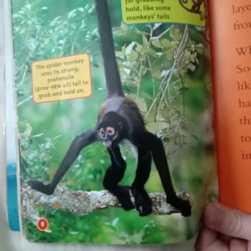 creator SPIDER MONKEY 1234's avatar