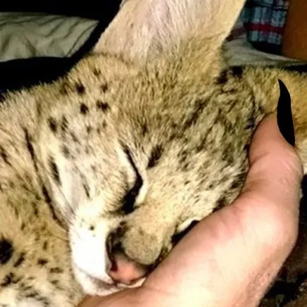 creator ashley the serval's avatar