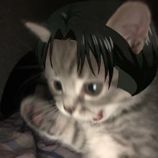 creator Cat Levi's avatar
