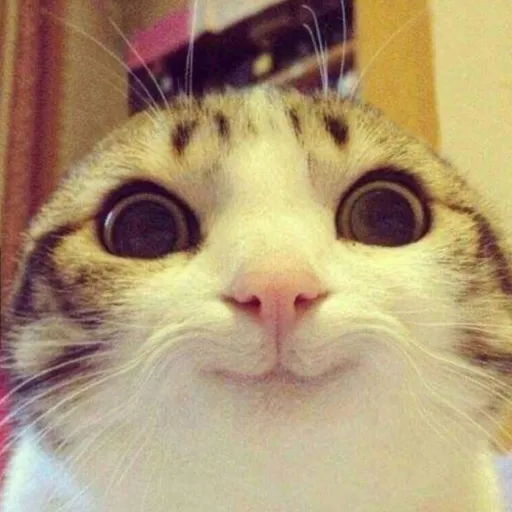 creator Justurlocalbean's avatar