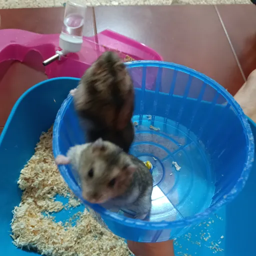 creator Yourclassichamster's avatar