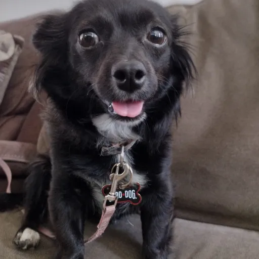 talkie's author avatar