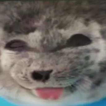 creator chicken dance's avatar