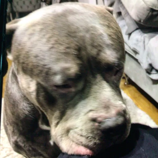 creator What the dog doing's avatar