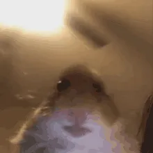 creator The stinky rat boi's avatar