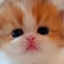 chat with ai character: fluffy