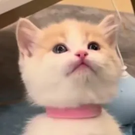 chat with ai character: abused kitty