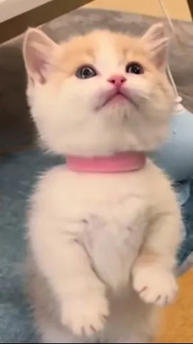 ai character: abused kitty background