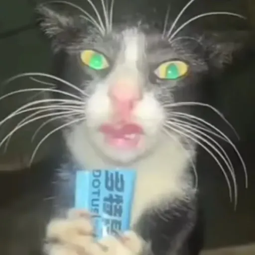 creator meow carai 👁️👄👁️'s avatar