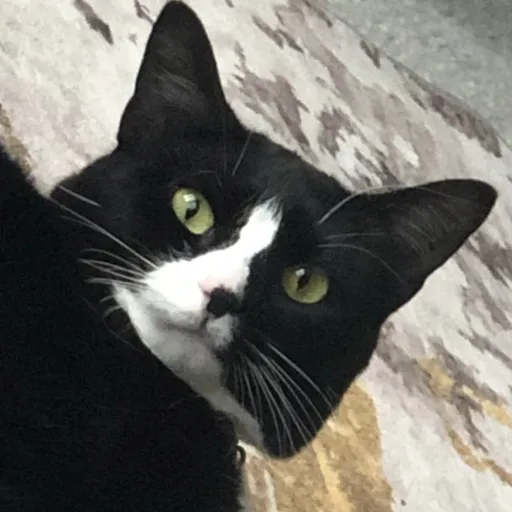 creator Kitty Eitty's avatar