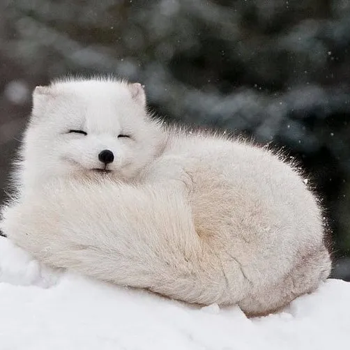 creator (~fox~)'s avatar