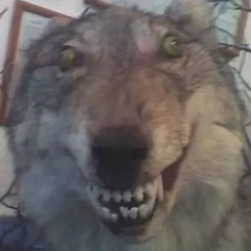 creator icedoone's avatar