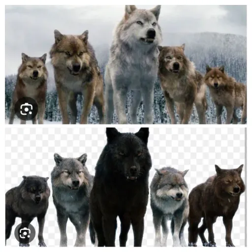 creator bestwolfgirl0's avatar