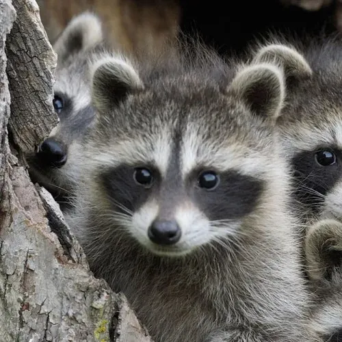 creator Racoon_1's avatar
