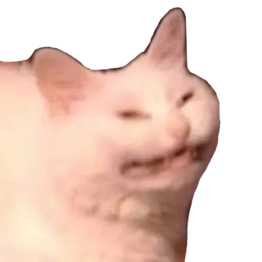 creator courage cat 😺😺🔥's avatar