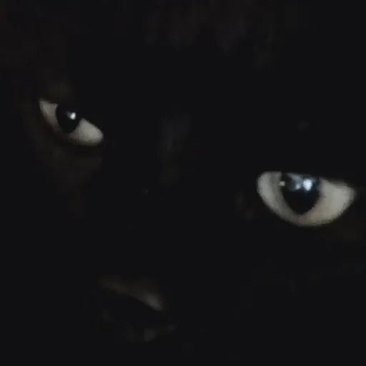 creator 𝐼'𝓂𝐸𝓁𝓁𝒶𝓈𝒾𝓃𝑔𝑒𝓇 ඞ💖's avatar