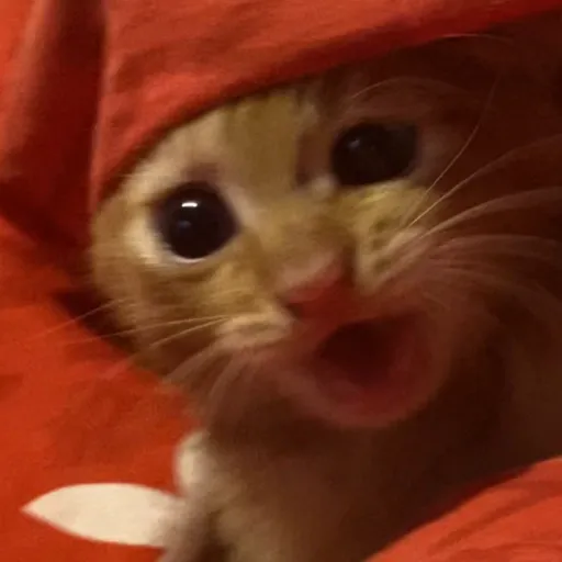 creator Crazy kitty 🐈's avatar
