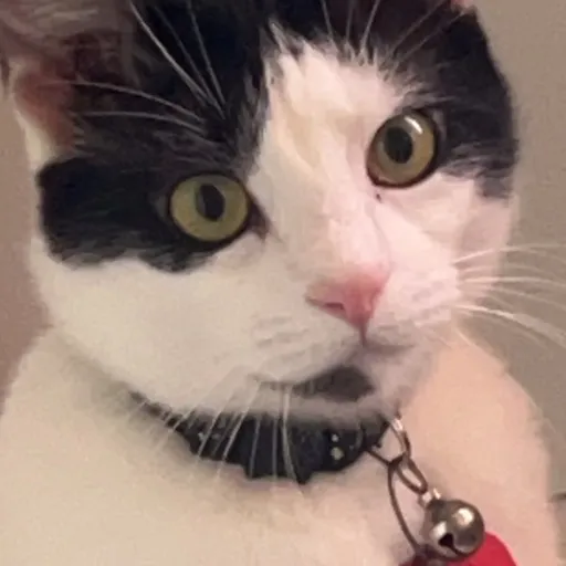 creator 😸kitty muffins😸's avatar