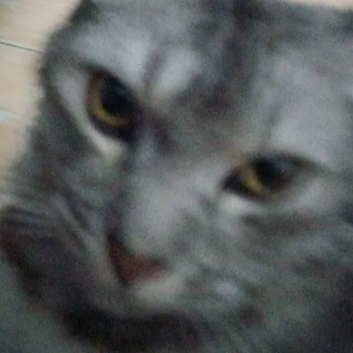 creator CATSS!!!!'s avatar