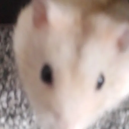 creator ilovemyhamster<3's avatar