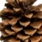 chat with ai character: Pine Cone!(PvZ)
