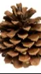 ai character: Pine Cone!(PvZ) background