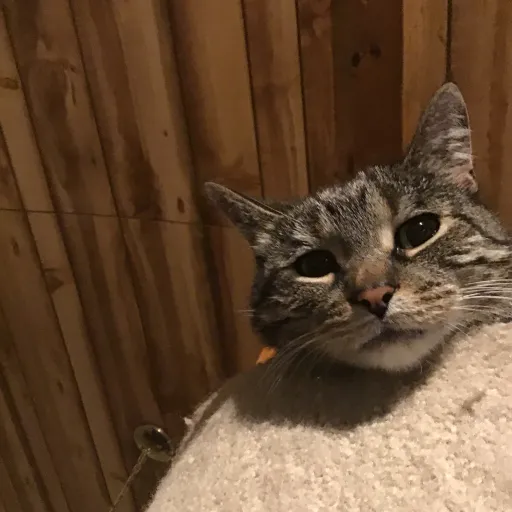 creator Cat lover, Rosa's avatar