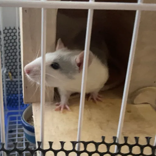 creator RattieloverYiwha's avatar