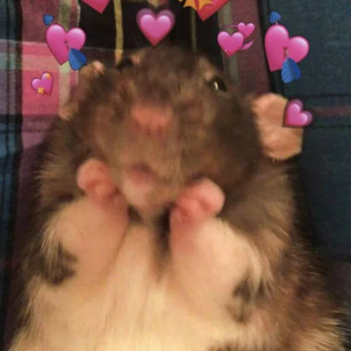 creator 😜hammy dammy😜's avatar