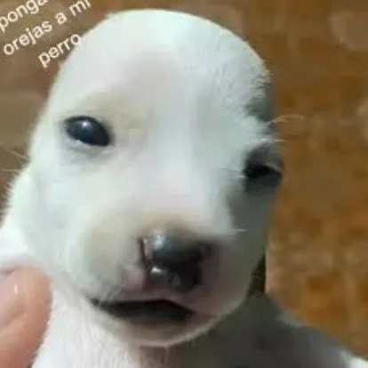 creator dumb dog's avatar