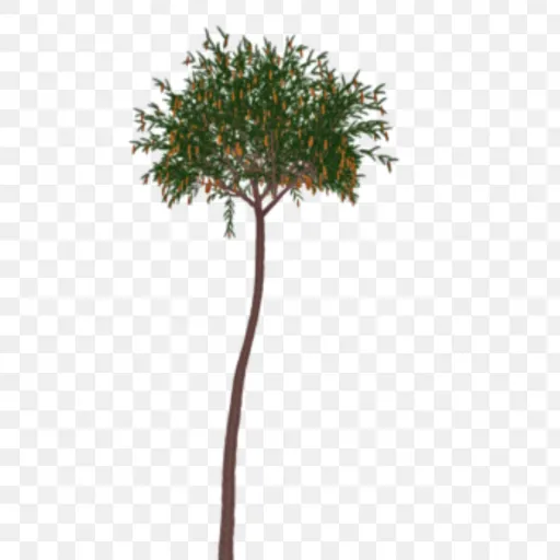 creator Lepidodron tree's avatar