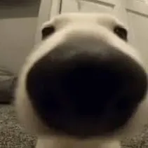creator Dog from the meme's avatar
