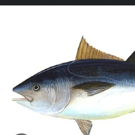creator The_wisdom_fish's avatar