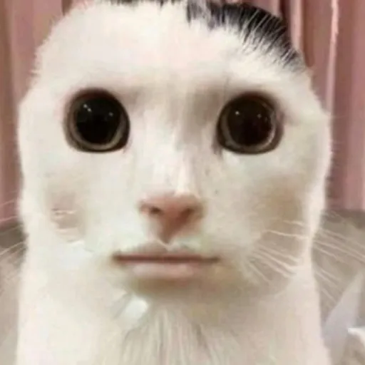 creator Snowflaik's avatar