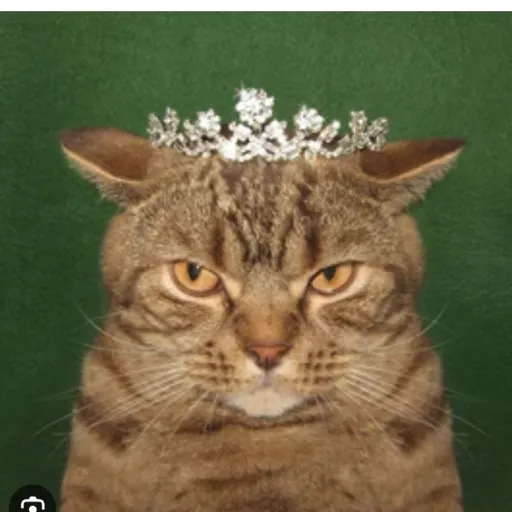 creator the cat whisperer🐱's avatar