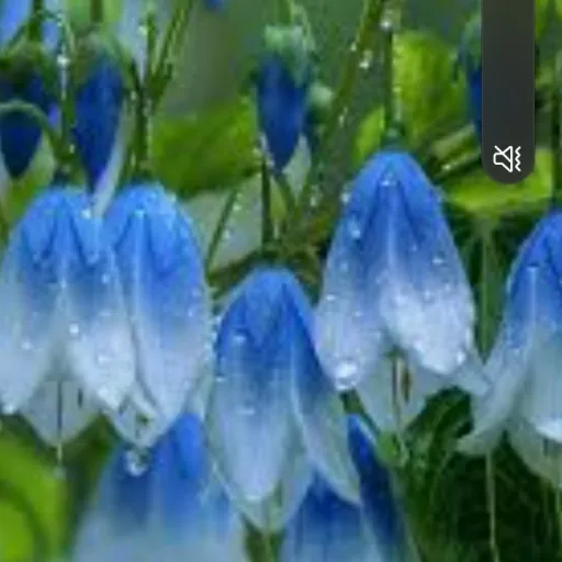 creator 💠Blue Bell Flower💠's avatar