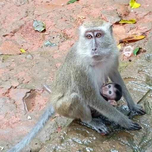 creator monkeyohohoh's avatar
