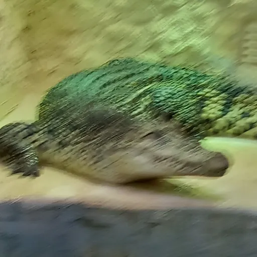 creator Hubertus-rex's avatar